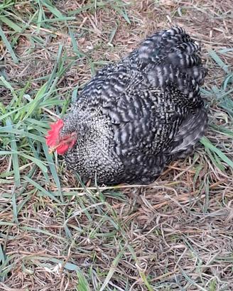 galline ornamentali