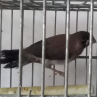 Passeri del giappone coppie da balia