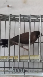 Passeri del giappone coppie da balia