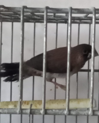 Passeri del giappone coppie da balia