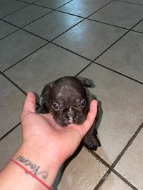 Bulldog Francesi