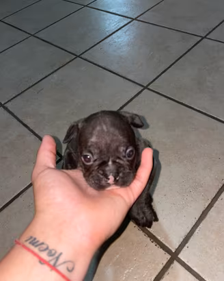 Bulldog Francesi