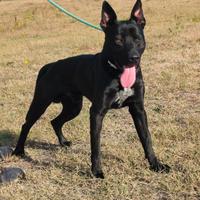 Adozione splendido cucciolone in canile