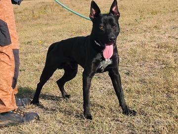 Adozione splendido cucciolone in canile