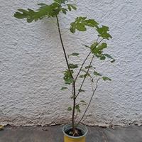 Pianta di fico in vaso