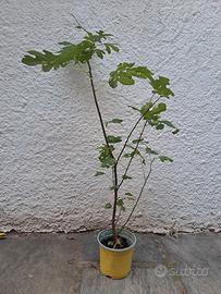Pianta di fico in vaso