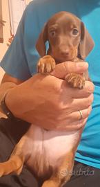 Cucciolo bassotto maschio Pedigree