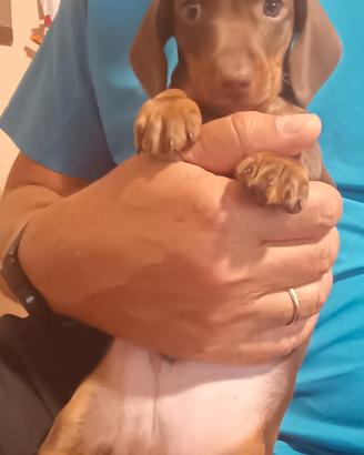 Cucciolo bassotto maschio Pedigree