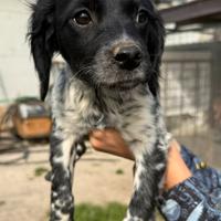 Cani Épagneul breton