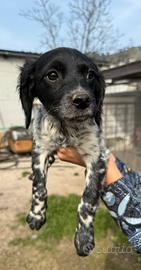 Cani Épagneul breton