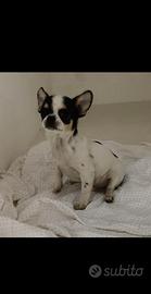 Chihuahua