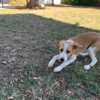 Cucciolo cane meticcio