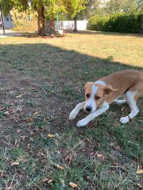 Cucciolo cane meticcio