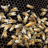 Sciami,nuclei di Api Ligustica e Buckfast, SICILIA