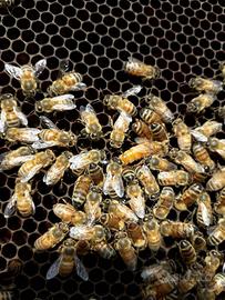 Sciami,nuclei di Api Ligustica e Buckfast, SICILIA