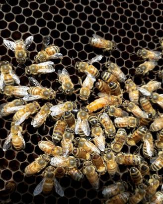 Sciami,nuclei di Api Ligustica e Buckfast, SICILIA