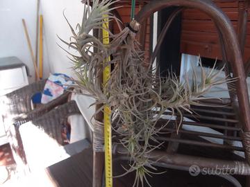 Due piante di Tillandsia