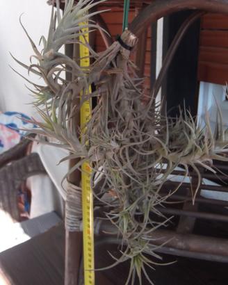 Due piante di Tillandsia