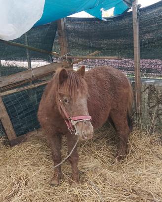 Pony appalosa