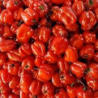 habanero yucateco 
