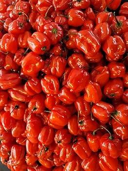 habanero yucateco 