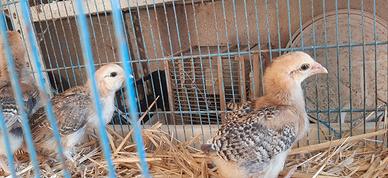 Pulcini oliver egger