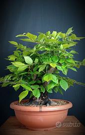 Carpino bianco (Carpinus betulus)