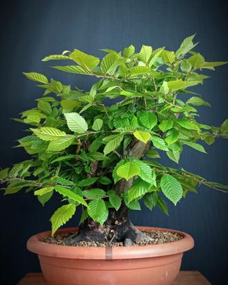 Carpino bianco (Carpinus betulus)
