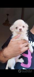 chihuahua 