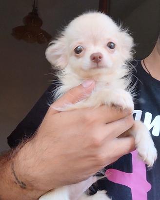 chihuahua 