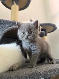 Dolcissima gattina British Shorthair