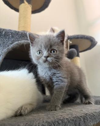Dolcissima gattina British Shorthair