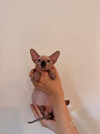 Sphynx cucciola