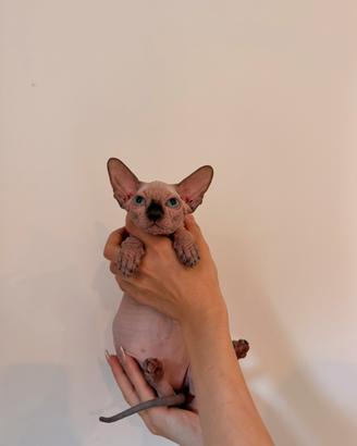 Sphynx cucciola
