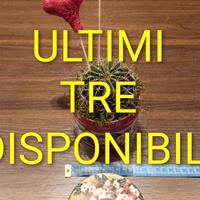 Pianta grassa confezione 