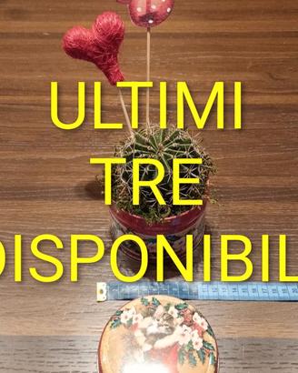 Pianta grassa confezione 