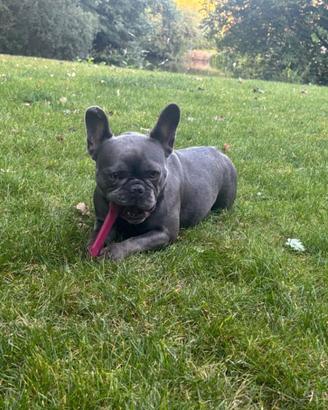 Cuccioli di bulldog francesi Maschi