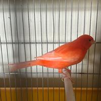 Coppia di canarini rossi annata 2025