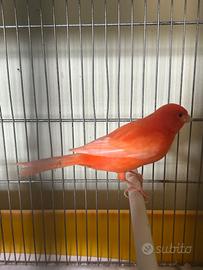Coppia di canarini rossi annata 2025