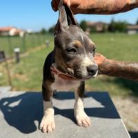 Pitbull