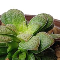 Crassula Exilis picturata pianta grassa vera