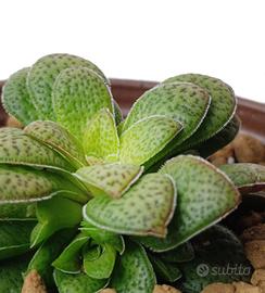 Crassula Exilis picturata pianta grassa vera