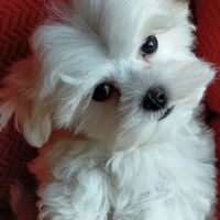 Maltese M/F la più piccola taglia linea coreana