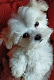 Maltese M/F la più piccola taglia linea coreana