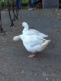 Oche del Campidoglio