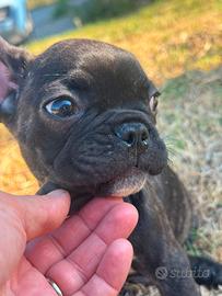 Bulldog francese