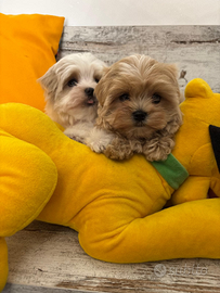 Maltipoo mini toy