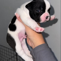 Cucciolo di bulldog francese