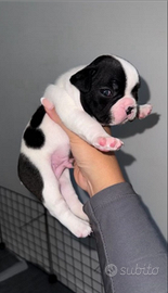 Cucciolo di bulldog francese