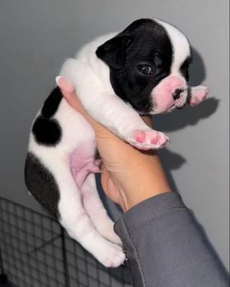 Cucciolo di bulldog francese